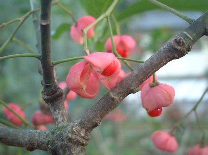 檀花|檀の花（まゆみのはな） 仲夏 – 季語と歳時記